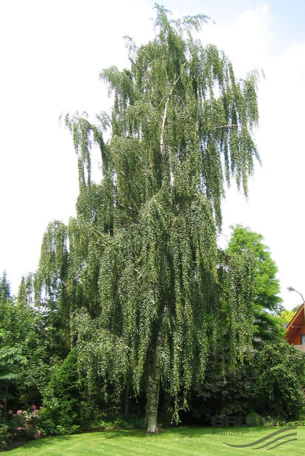 Betula pendula Obična breza