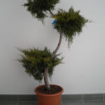 Juniperus Virginiana Grey Owl Bonsai