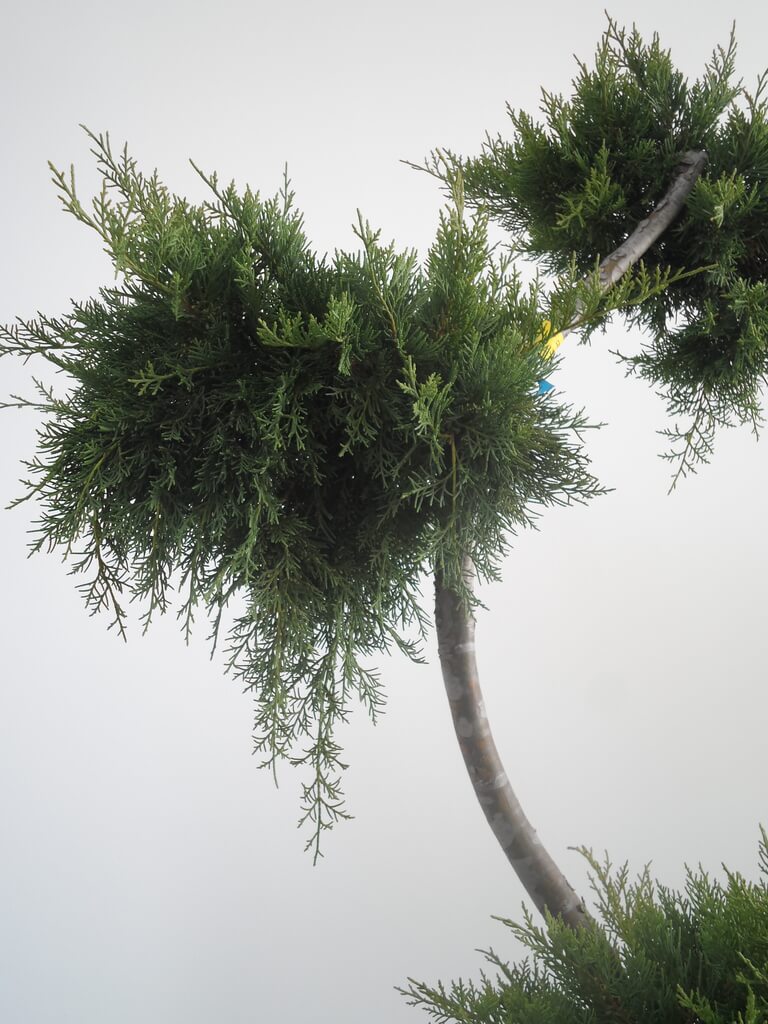 Juniperus Virginiana Grey Owl Bonsai