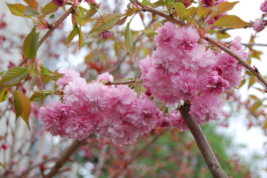 Prunus serrulata Kiku Shidare Zakura Prunus serrulata Kiku Shidare Zakura