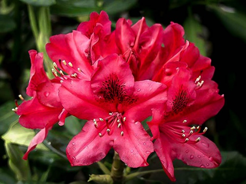 Rhododendron Nova Zembla 2