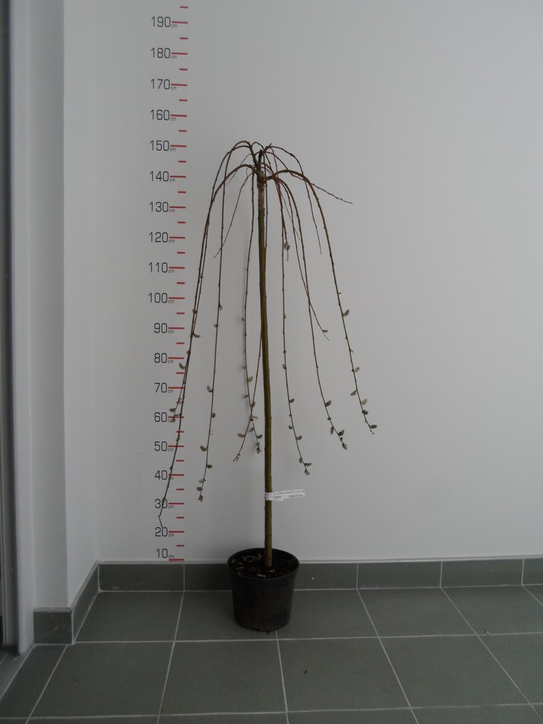 Salix Caprea Kilmarnock 120 cm stam