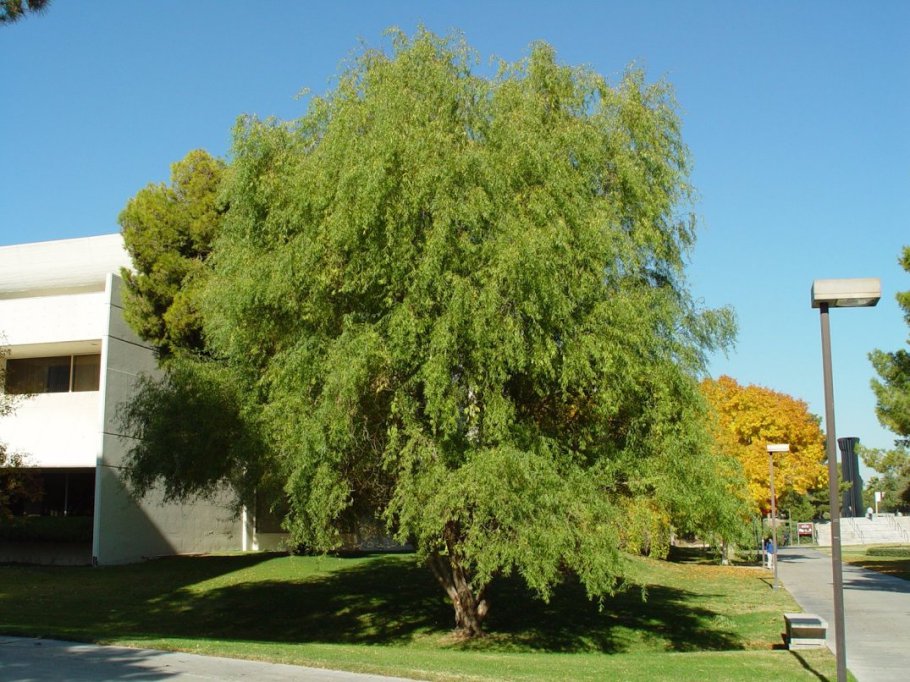 Salix Matsudana